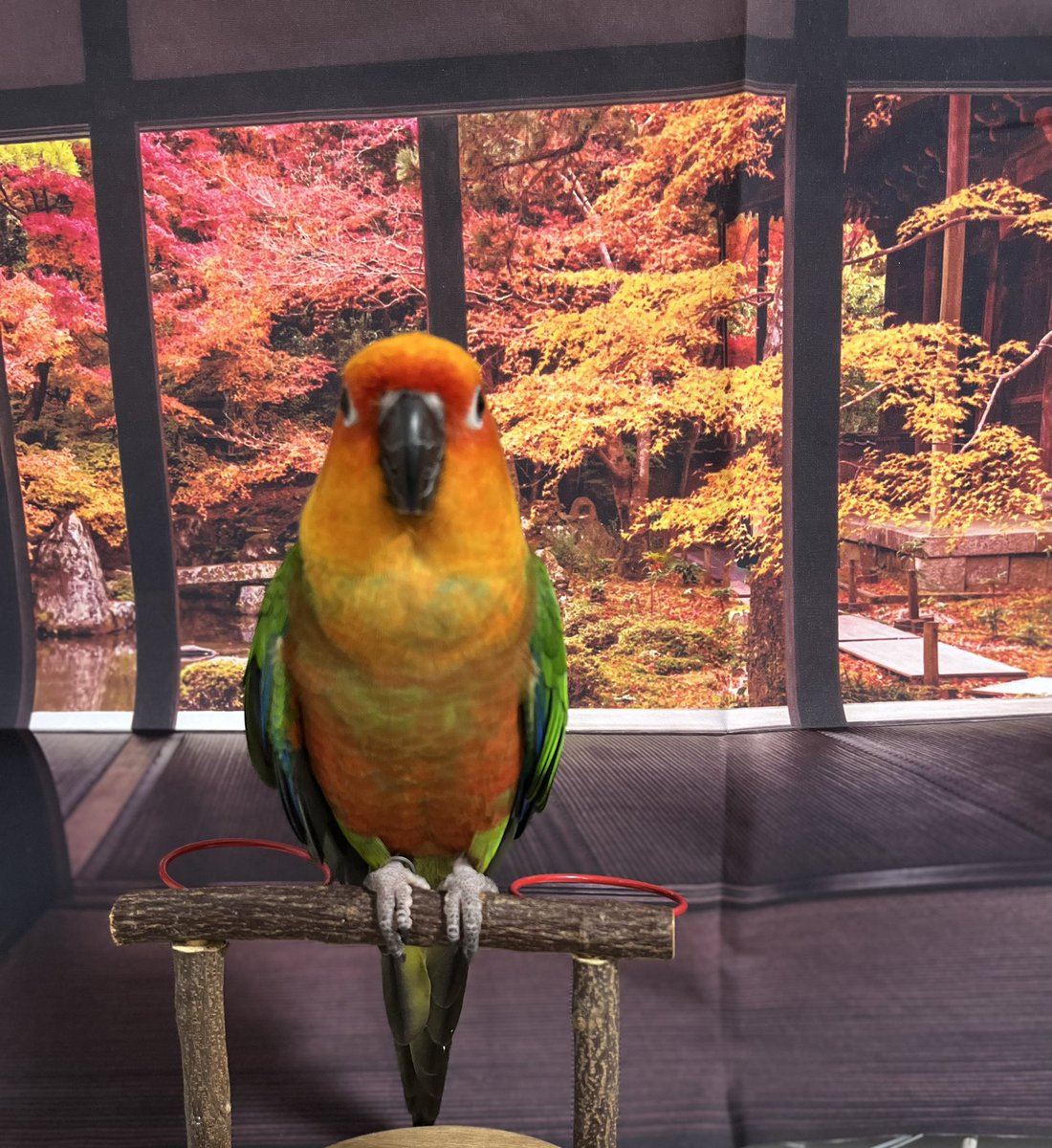 ぴ〜よこ tweet media