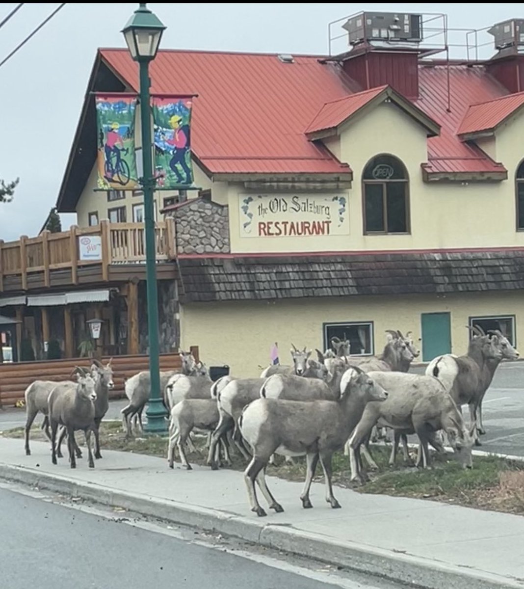 MarloVanMarck's tweet photo. Just about home.
#SaveOurSheep https://t.co/zOHQHBHXve