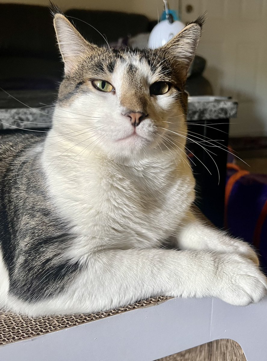 JenDeplorable's tweet photo. Happy “Caturday” to my awesome kitties😺😻
#CrazyOldCatLady #Caturday https://t.co/eM7DrUnpwz