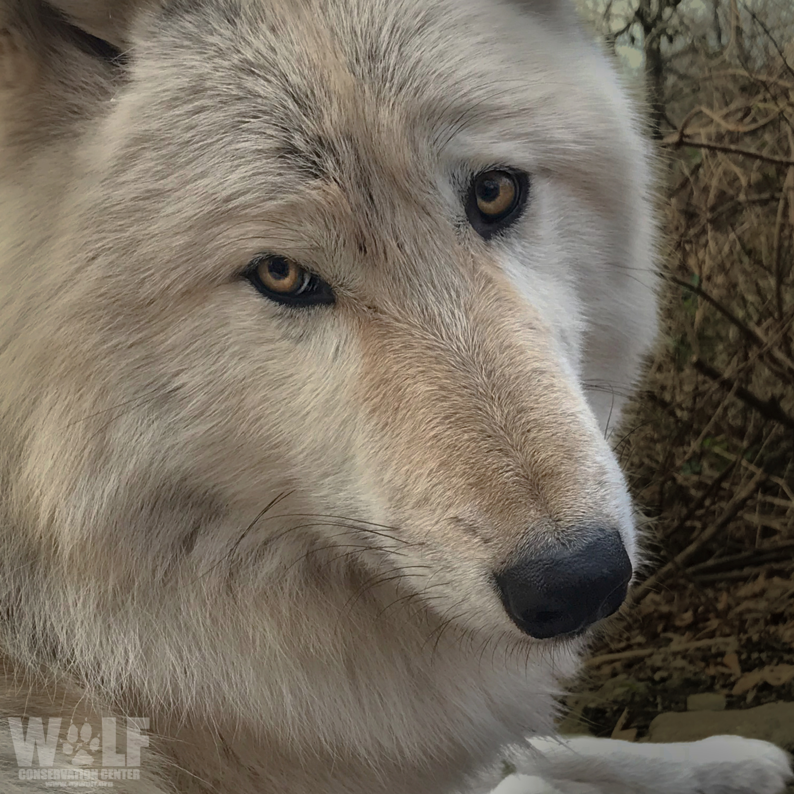 Wolf Conservation Center on Twitter "How do you measure love? 🐺 https