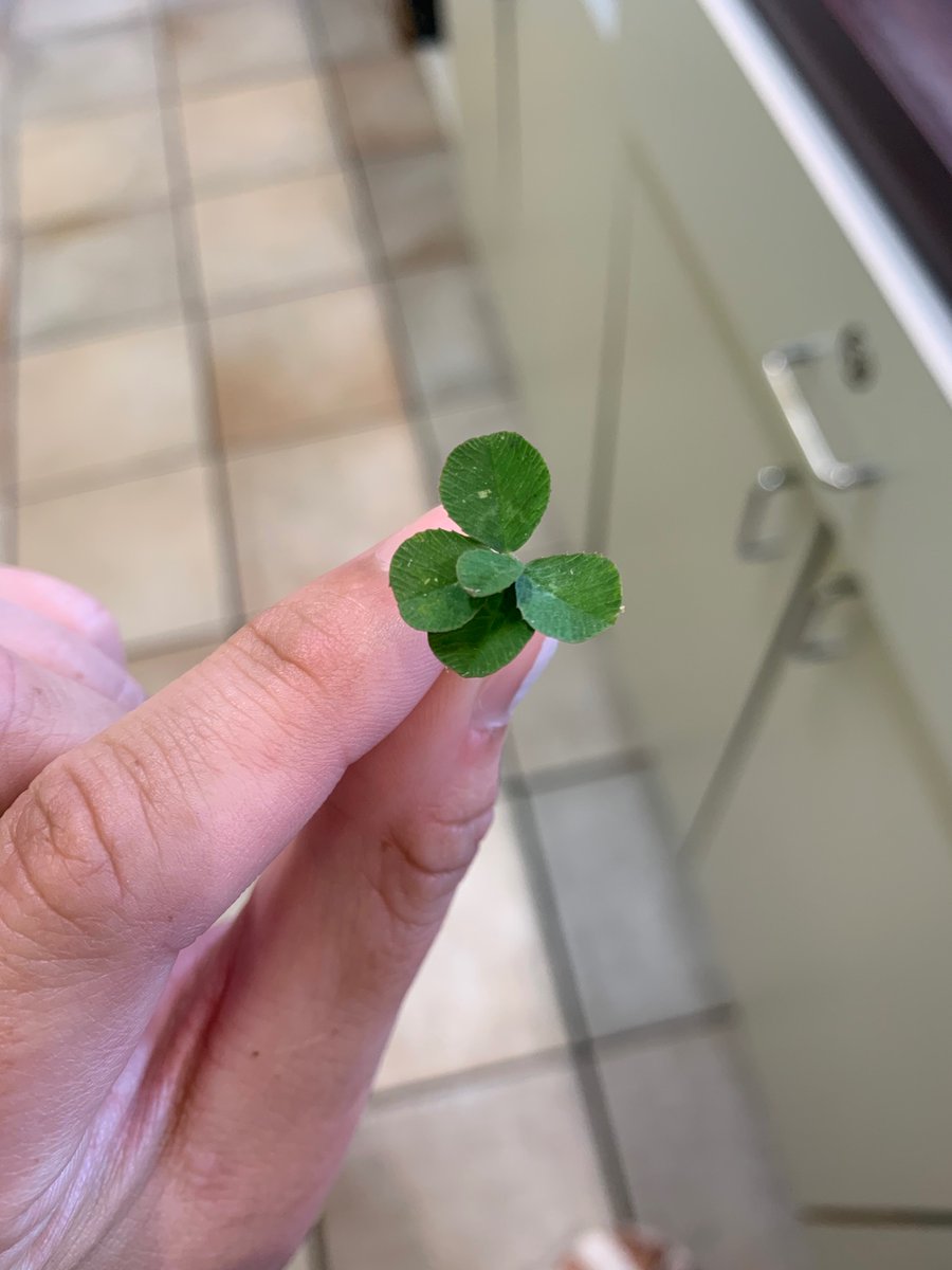 a_riggggs's tweet photo. @lukecombs ive got six 5 leaf clovers https://t.co/ZICXaa2B8Q