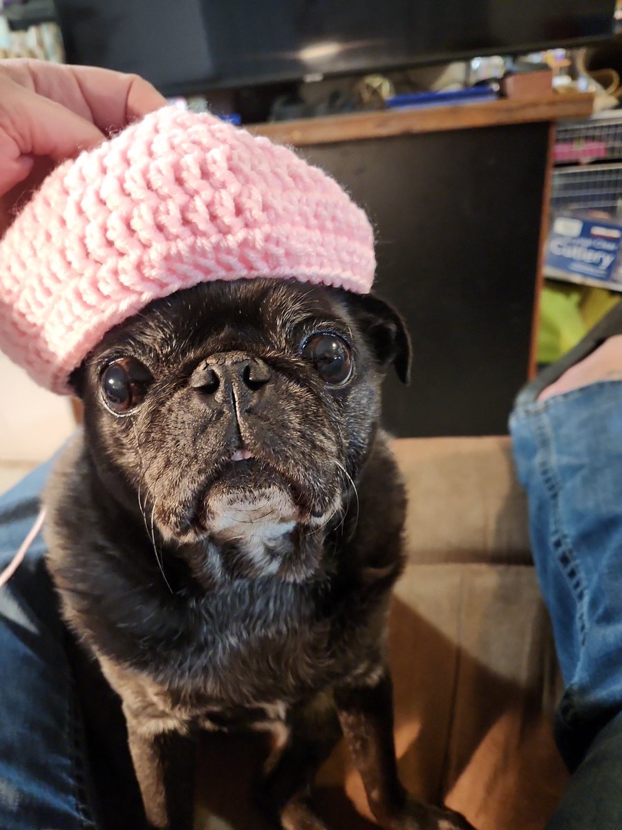 Eudhora's tweet photo. @CrumblCookies Working on a beanie for my granddaughter with the help of my fur baby, and crafty friends through Zoom on the tablet 🤣😁😜 https://t.co/3Q0rl3IM3j
