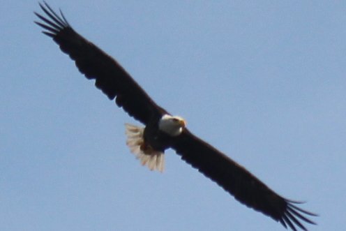 sputterfuss6's tweet photo. #bird #birdtwitter #photography #flight #eagle #cominatcha https://t.co/l7pKleimdY