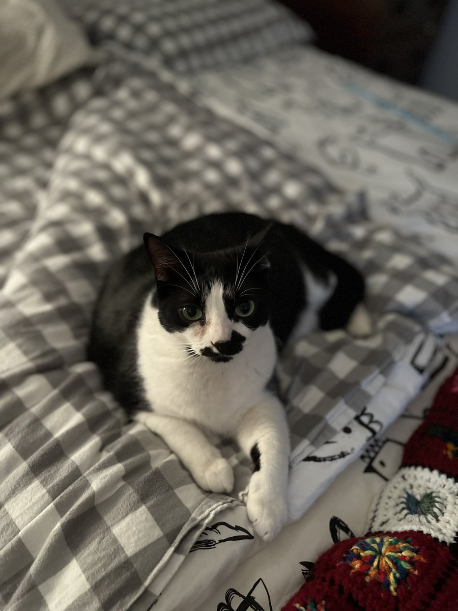 dawn_kimmy_nl's tweet photo. Happy #caturday from this one! #cats #CatsofTwittter #catsontwitter #catsofnewfoundland https://t.co/rdLTeTLIHw