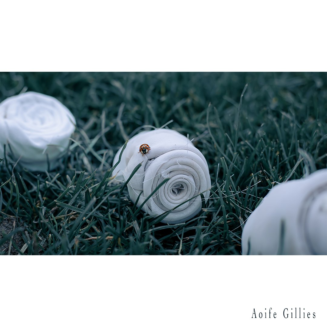 lost_lace's tweet photo. Lady Bird, a photo taken by Aoife Gillies when she filmed the placing of @McConnonMiriam's installation at the Iveagh Gardens: https://t.co/QhOWSPzuWm
Visit the gardens tomorrow Sunday from 10am to 12 noon to take a last look then visit @OC_Gallery to see the #LostLace drawings. https://t.co/aMgwNvzYdj