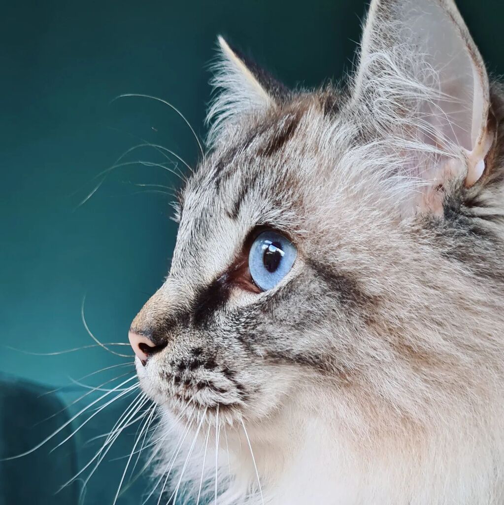 NuggetKiwi's tweet photo. Nugget 💜 #cats #catsoftwitter #ragdolls #cute https://t.co/7YzZ5BLhQY https://t.co/xnrpclHKzJ