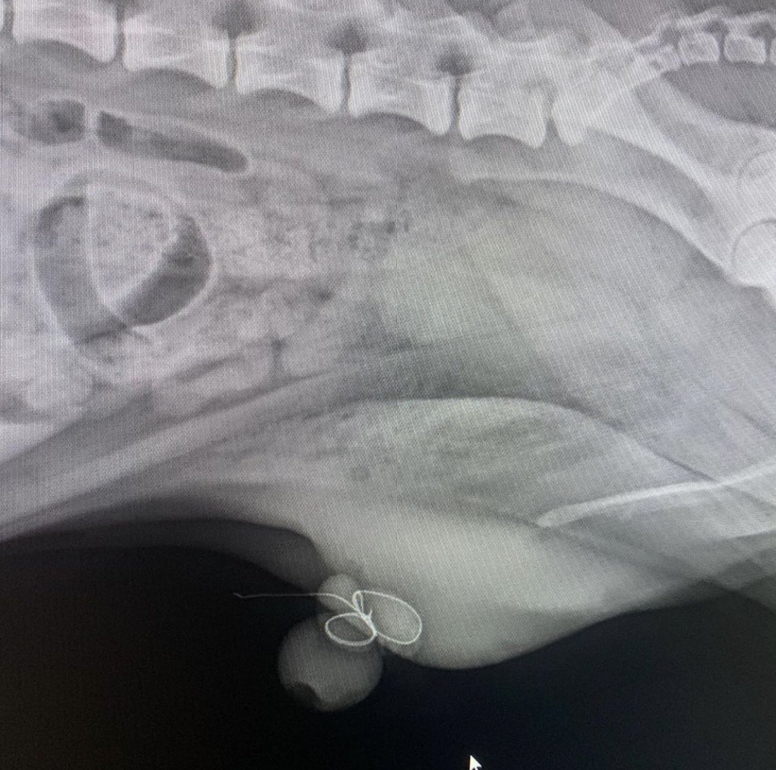 Katka Etrychova tweet media