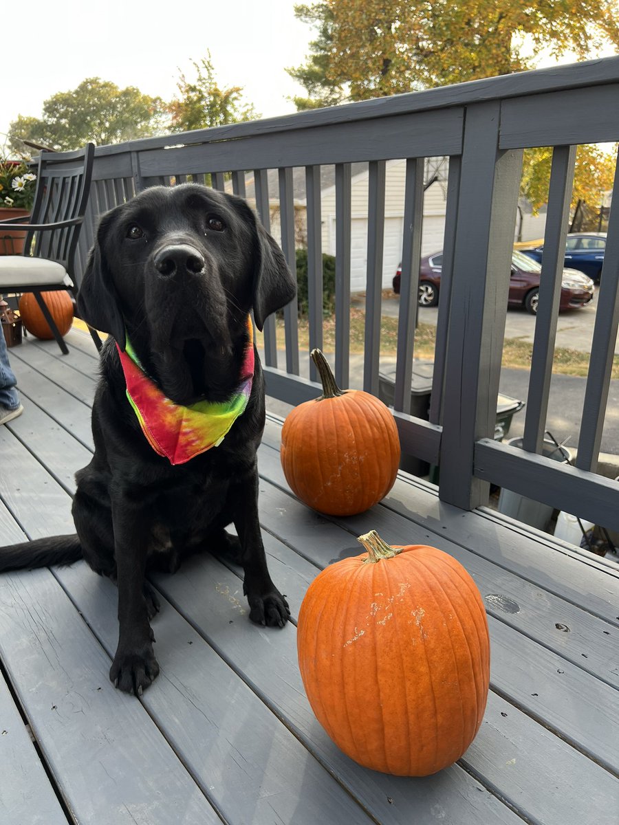 Mister_Diggle's tweet image. Enjoying this beautiful October weather and carving pumpkins on the deck! #diggledog #lovingthisfallweather #livingfortheweekends #relaxed