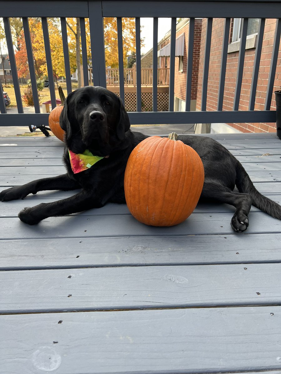 Mister_Diggle's tweet image. Enjoying this beautiful October weather and carving pumpkins on the deck! #diggledog #lovingthisfallweather #livingfortheweekends #relaxed