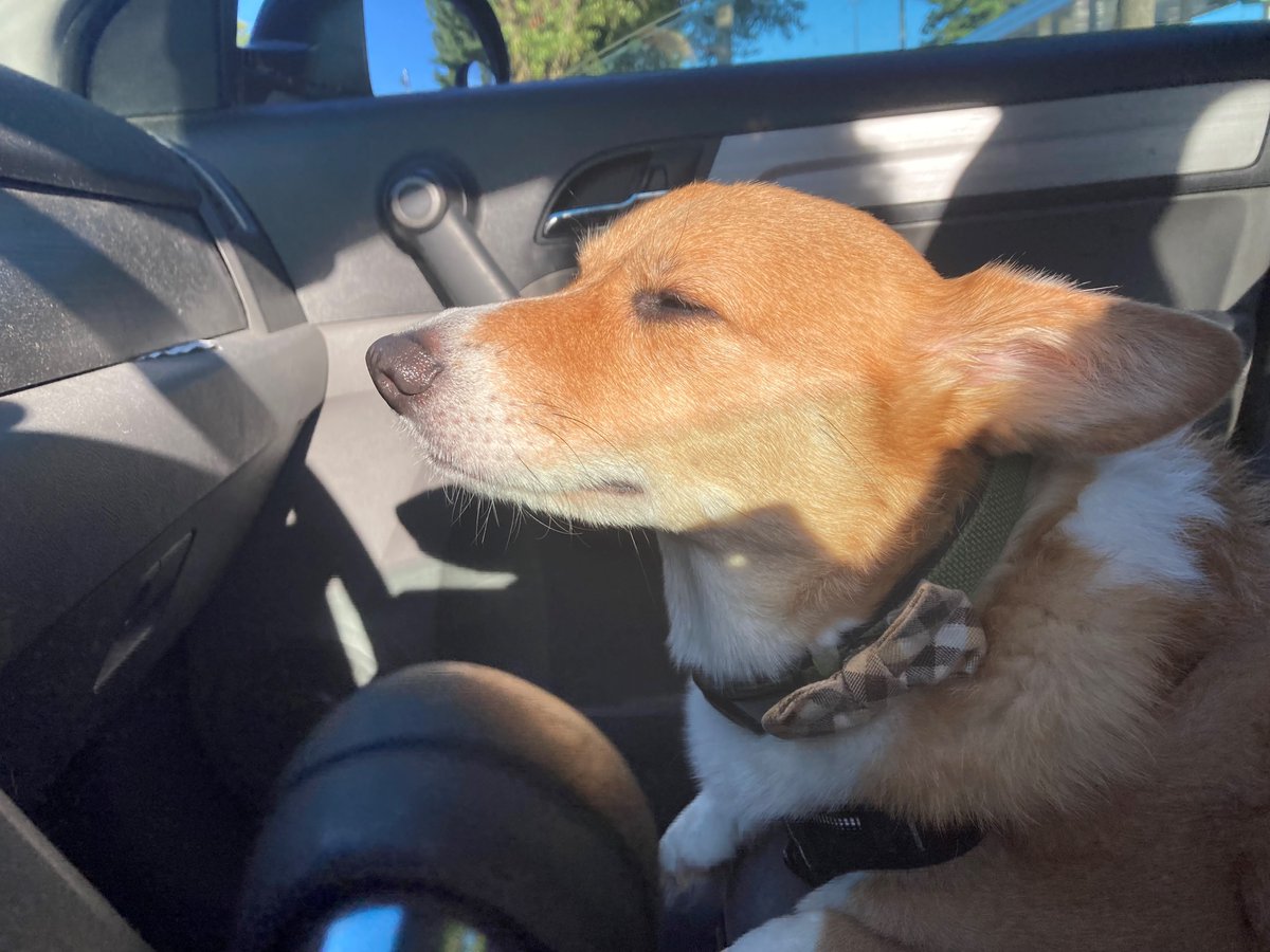 HumaneRescue's tweet photo. Ted was spoiled this #MakeADogsDay with his favorite thing in the whole wide world: a car ride with his mom, Emily, our Director of Government Affairs. Ted loves to get zen while Emily drives him anywhere or nowhere in particular! #SubaruLovesPets #FitzWay πΆπ https://t.co/Ku6Tz79KY0