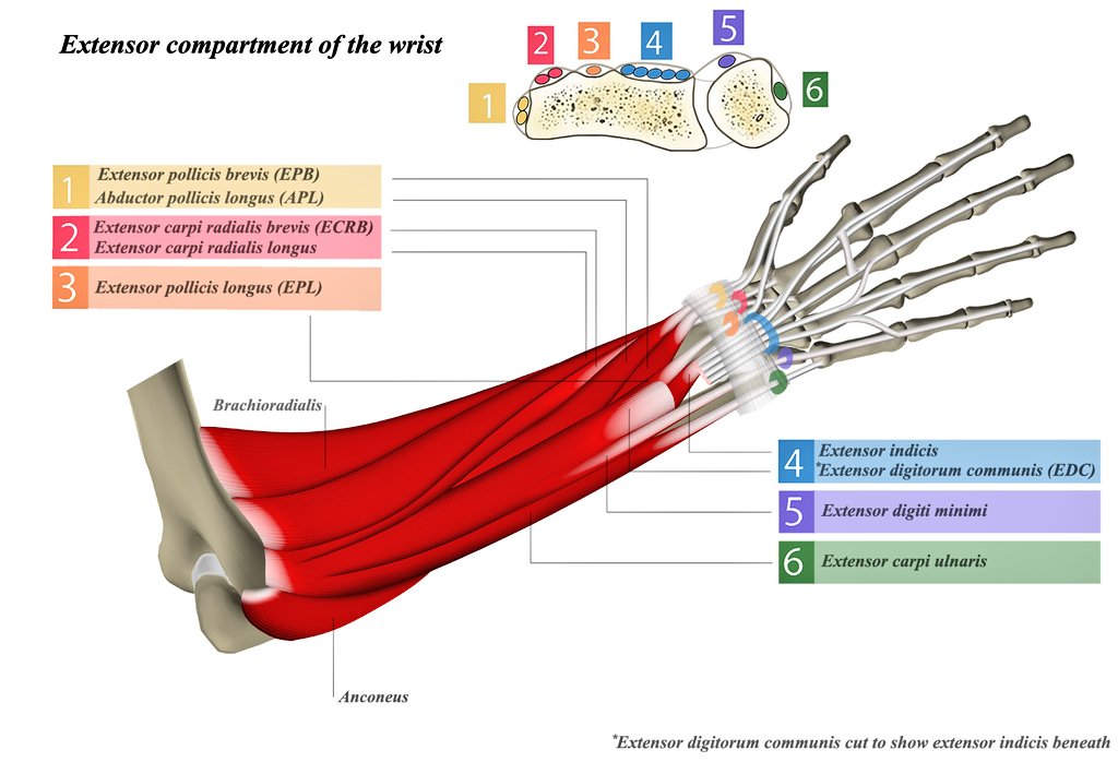 𝐃𝐫.𝐎𝐌𝐈𝐃 𝐁𝐀𝐍𝐃𝐀𝐑𝐂𝐇𝐈, 𝐌.𝐃. on Twitter "Extensor tendon compartments of