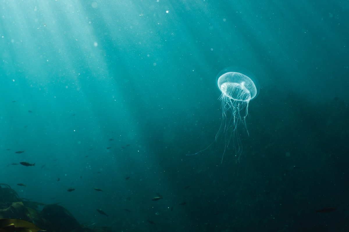 Crystal jellyfish living up to its name
