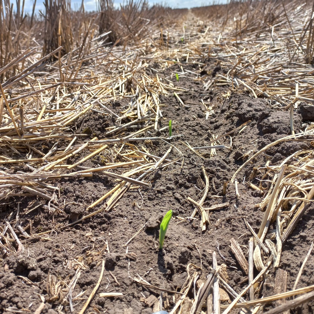 <a href="/NairSrl/">Agro La Nair SRL</a> <a href="/PioneerSemillas/">Pioneer Semillas</a> @HugoGonzSudeste Puso 1ra el P2005.