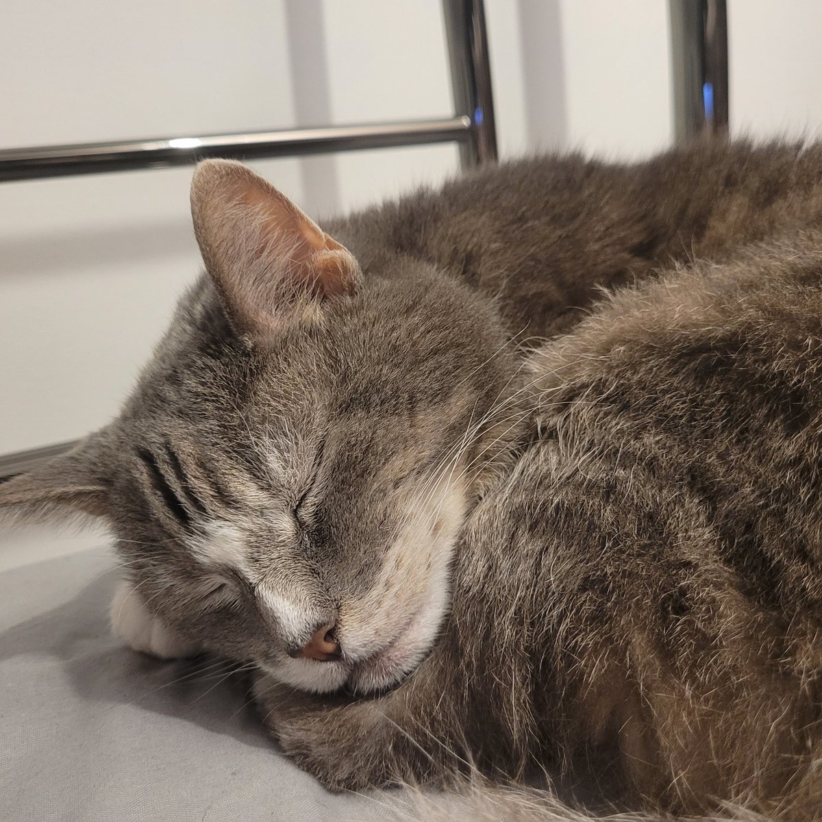 Sweet #CatsOnTwitter