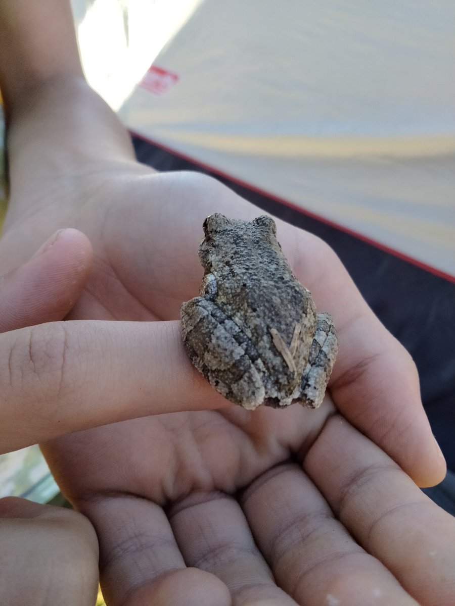 Brayde_pope's tweet photo. #Frog2022 https://t.co/34pNdDyyQe