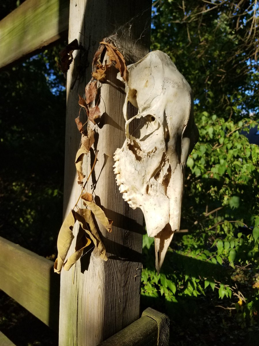 ErikVarness's tweet photo. Pro tip for Fall #2: don't wait until the last minute to hang up the deer skull you found in the woods. Put it up now so it gets nice and cobwebby https://t.co/or8IeaZ4sh