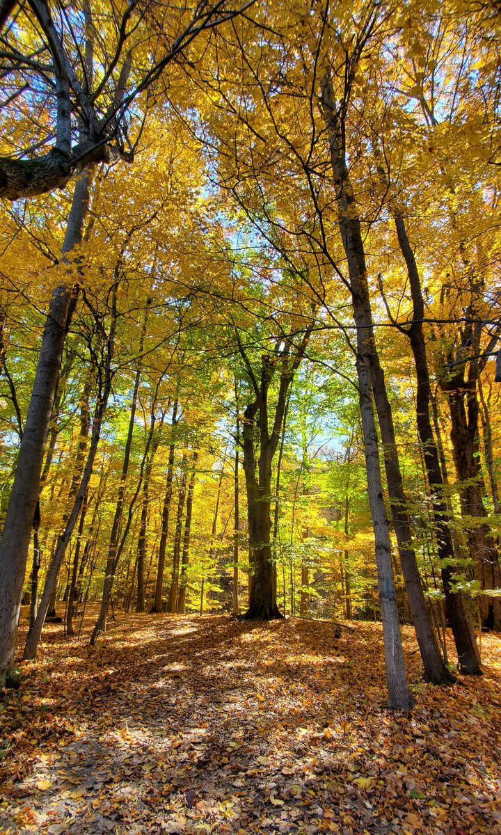 <a href="/BlandfordNC/">Blandford Nature Center</a> today ~ beautiful day for a nature walk! #BlandfordNatureCenter #GrandRapids #Michigan #Fall #Nature #NatureWalk