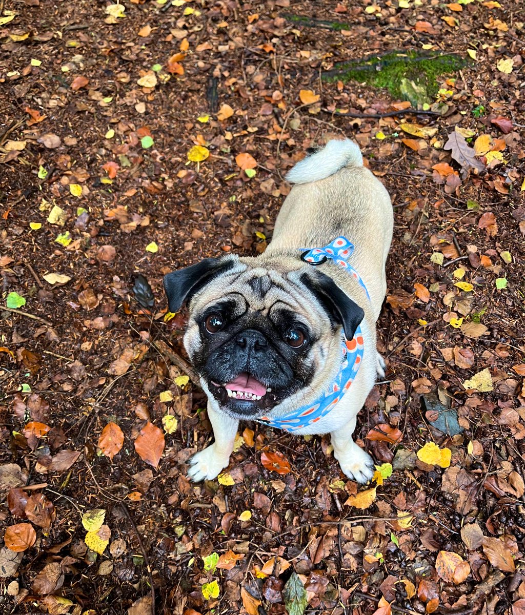 AJ_makeup's tweet photo. Lovely day spent at Devil’s Glen today! Gorgeous hike with the boys 🐶🐶🌳#Wicklow #DevilsGlen #HikingIreland https://t.co/557Op2I98V