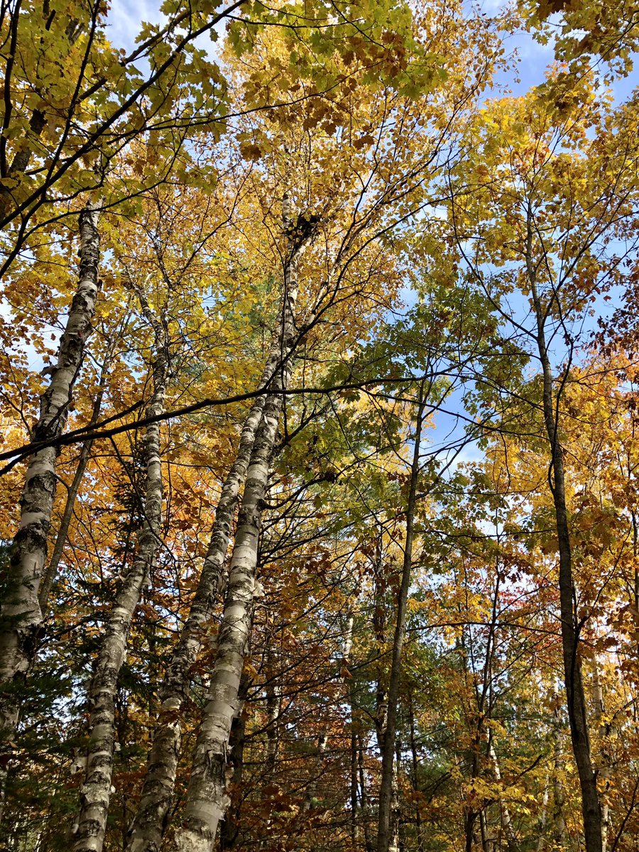 Lisa Jo Gagliardi, LJ Gagliardi, LLC tweet media