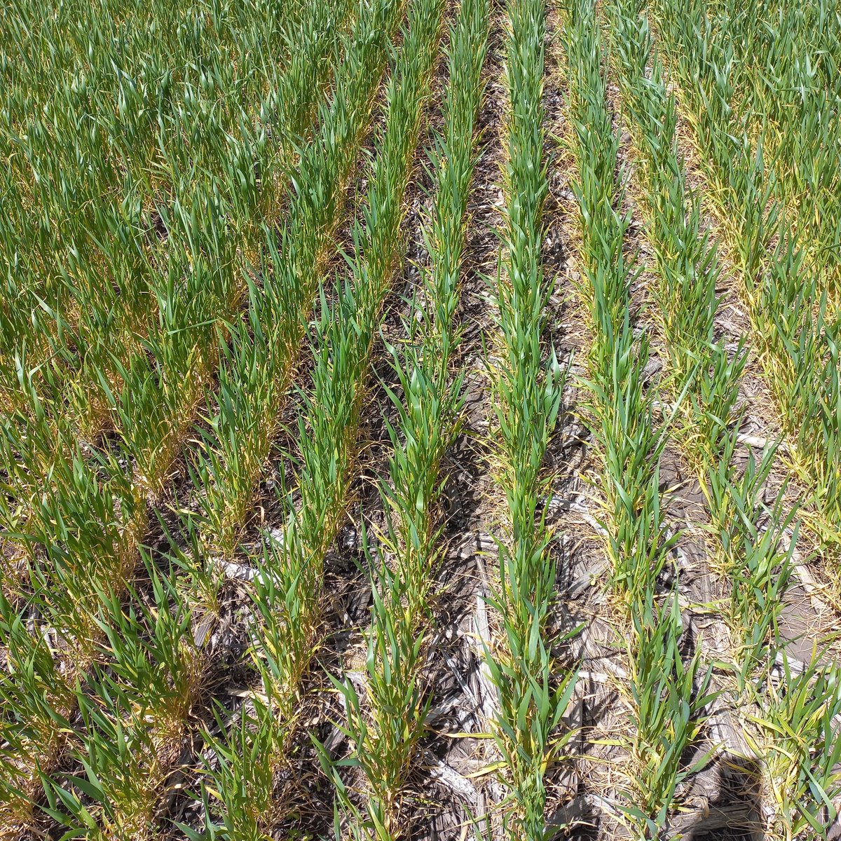 Triste panorama para el trigo. Zona Energia.  
 Baguette 620 . Siembra 5-Julio.