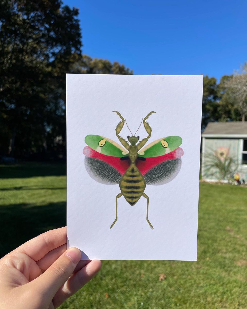 forestbugart's tweet image. new prints are live on the shop!!
introducing 5"x7" prints of....
🍃🌸 jeweled flower mantis 🌸🍃
🦷💥 molar tooth 💥🦷
🕷🕸 southern black widow 🕸🕷
available NOW for $8 each with FREE US shipping ($5 international)! go check 'em out!