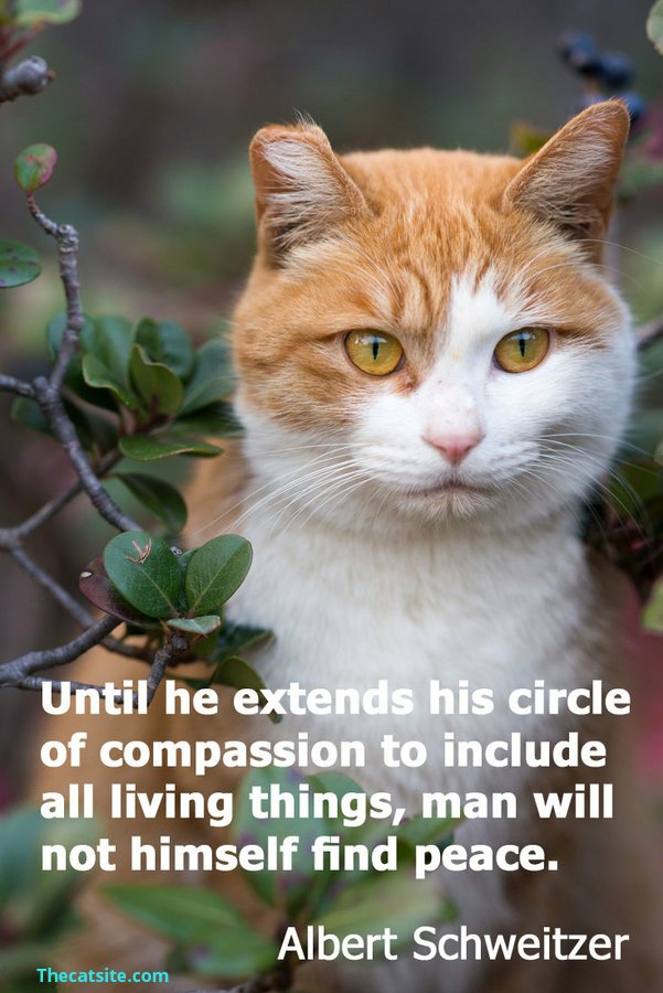 "Until he extends his circle of compassion to include all living things, man will not himself find peace." - Albert Schweizer