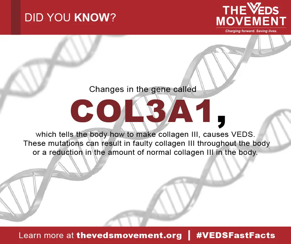 VEDSMovement's tweet photo. Did you know that mutations of COL3A1 cause VEDS? Find more Fast Facts here: https://t.co/FakVPtT2k5 https://t.co/O6ELSxaTeN