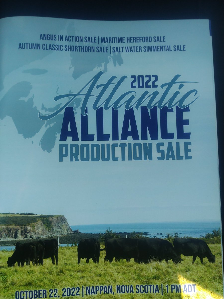 garviemtnangus's tweet image. If my math is correct, 25 Angus lots in the #atlanticalliance sale today at nappan, NS sold for a total of $80,800 averaging $3232 . Good sale!