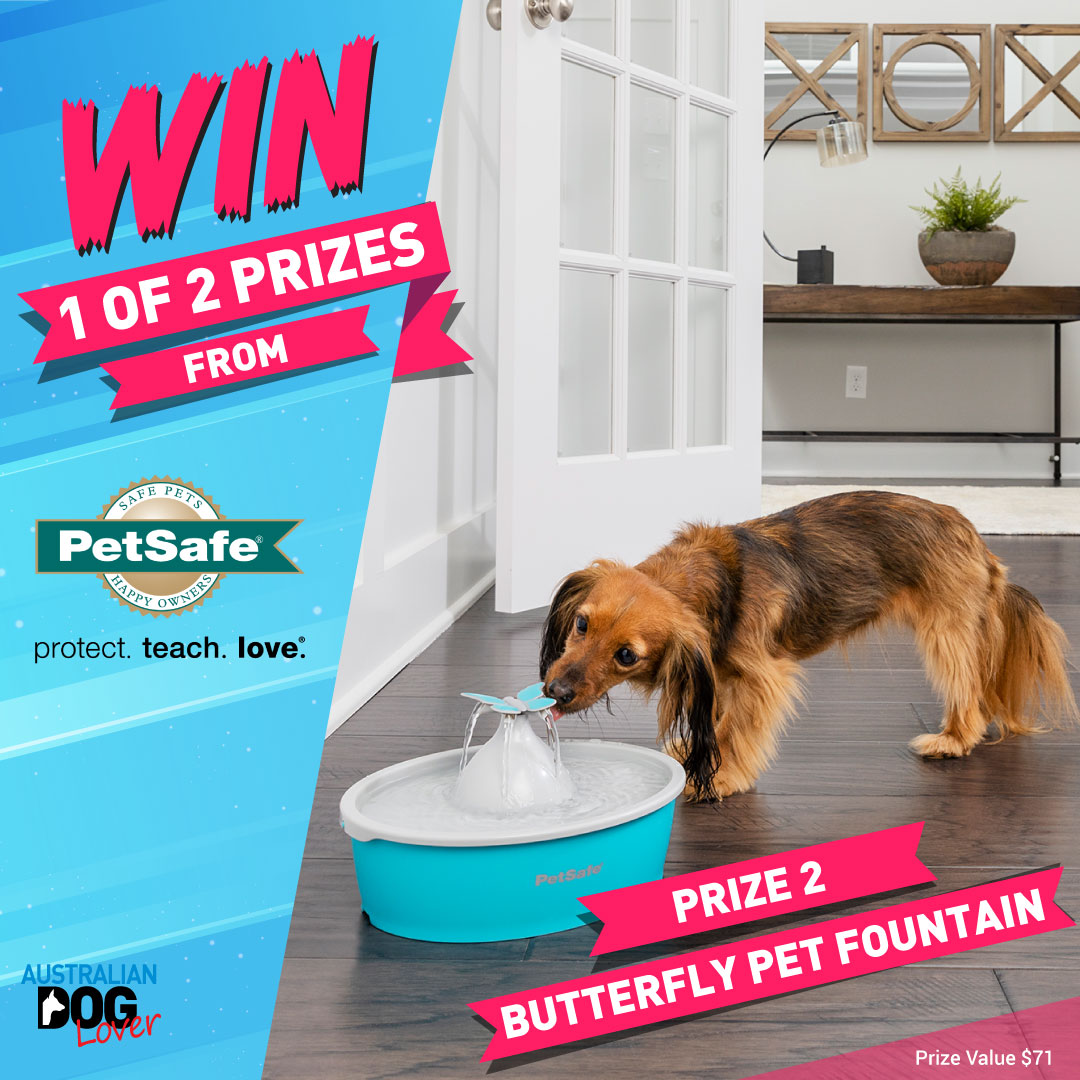 OzDogLover's tweet photo. ⏰Don't forget our #PetSafe Mega Giveaway ends 23/10/22 (11:59pm)!
There's an #AutomaticBallLauncher (outdoor or indoor use) to give your arm a break or the adorable 🦋#petfountain, perfect for small #dogs or #cats!
🎁$340 in prizes ‼️
https://t.co/QQ8rvQD6CZ https://t.co/CV7yrB5AIW