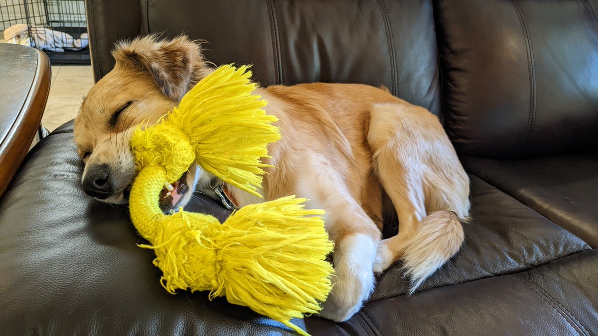 yayoijce's tweet photo. 寝落ち。。。
#保護犬を家族に  #ミックス犬 #犬好き #犬のいる暮らし https://t.co/WdEuqu9S1V