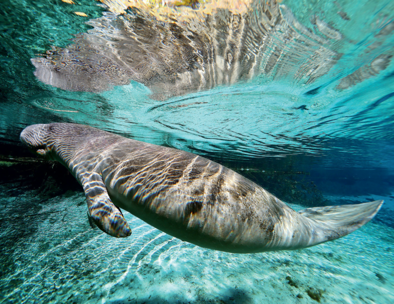 The race to save Florida manatees: ow.ly/hYxz50LhWyM