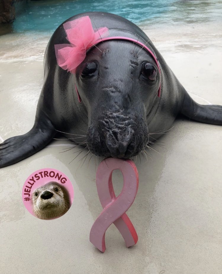 LIaquarium's tweet photo. My name is Gray Beauty and I am #JellyStrong 🦦 💗 https://t.co/8rHV1chzao