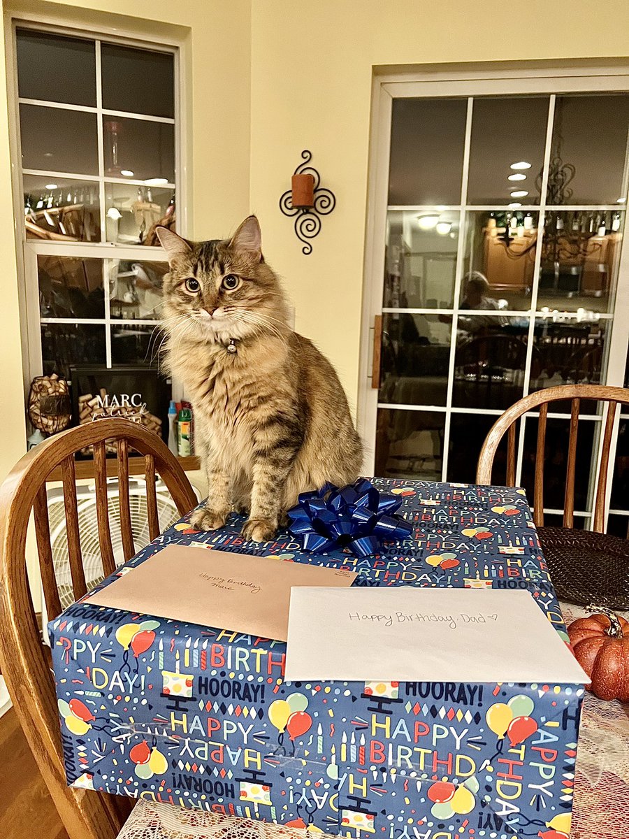 MissMabelMeows's tweet photo. I am the gift 🎁🐱 #Caturday #CatsofTwittter https://t.co/8wydGnECJ6