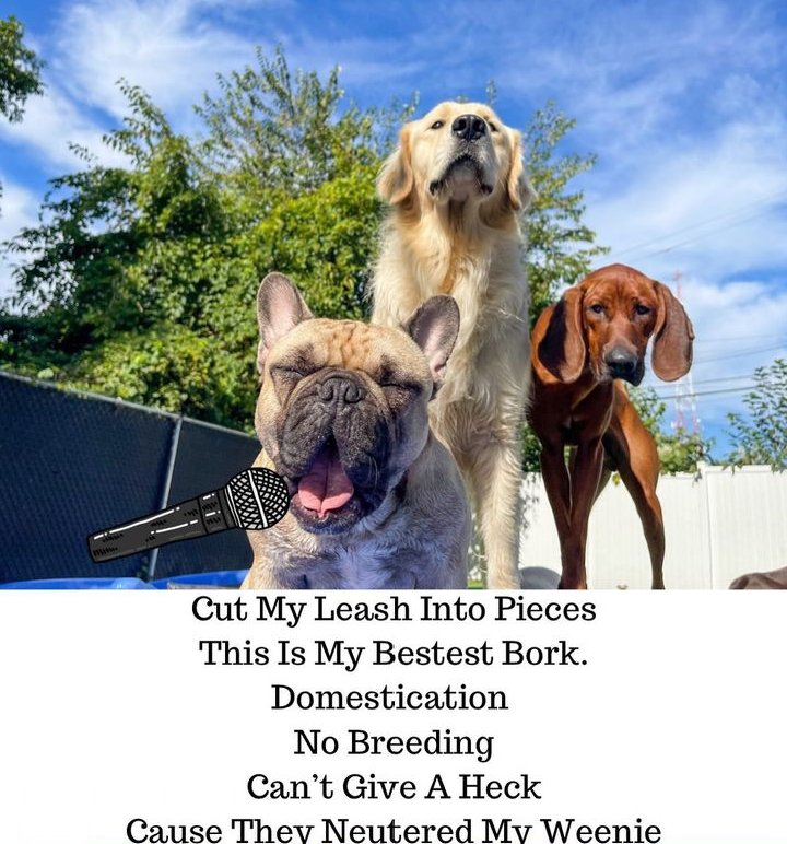 frenchbulldogus's tweet photo. When the lyrics hit way too
hard 🐾🐶 💕
#frenchiemom #frenchiedad
#frenchielover #frenchbulldogfun #dogreels #bullycrew #bulldoglife #bulldogsociety #frenchbulldog #frenchbulldoglife
#frenchbulldogworld #frenchieworld #doglover https://t.co/S4tqizFslv