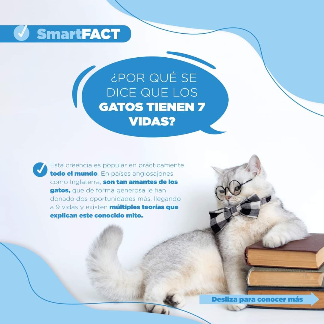 smartpetsv's tweet photo. ¿Sabías por qué se dice que los gatos tienen 7 vidas? 👀🤔🐱
#TheLifeOfASmartPet
#SmartFact
#SmartPet
#ElSalvador https://t.co/MMpOC2soaQ