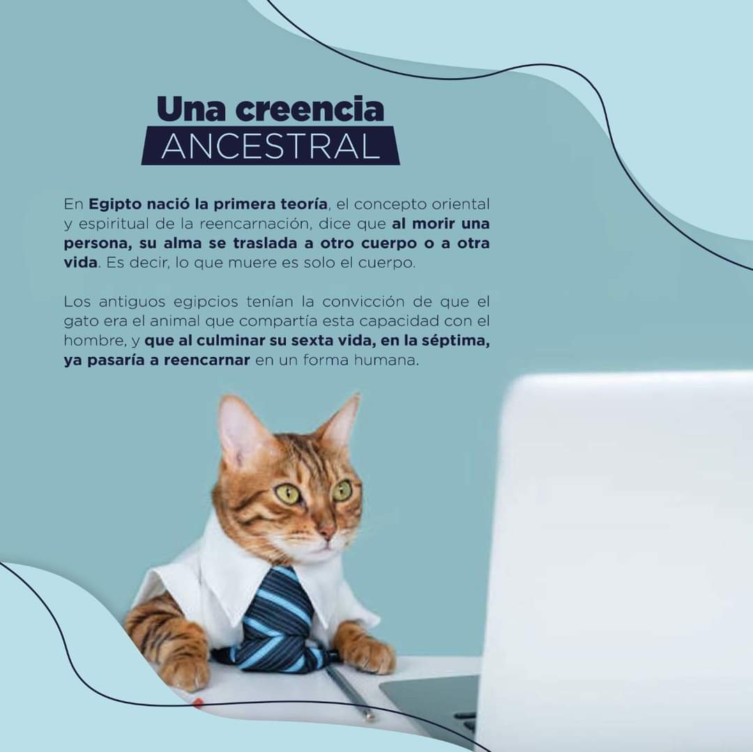 smartpetsv's tweet photo. ¿Sabías por qué se dice que los gatos tienen 7 vidas? 👀🤔🐱
#TheLifeOfASmartPet
#SmartFact
#SmartPet
#ElSalvador https://t.co/MMpOC2soaQ