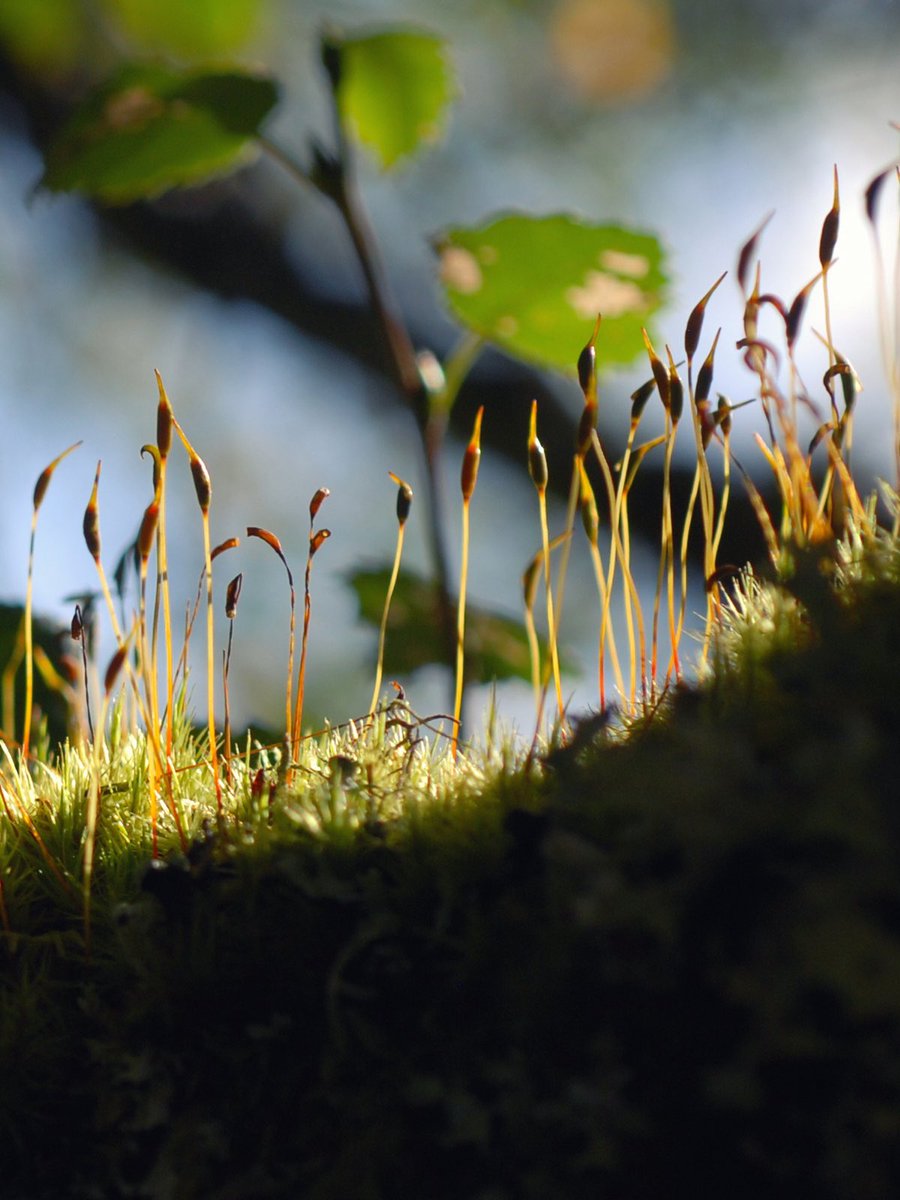 Fruiting moss on a tree branch. This is at Loch an Draing, a beautiful ancient birch wood and home of the Gairloch Ghillie Dhu