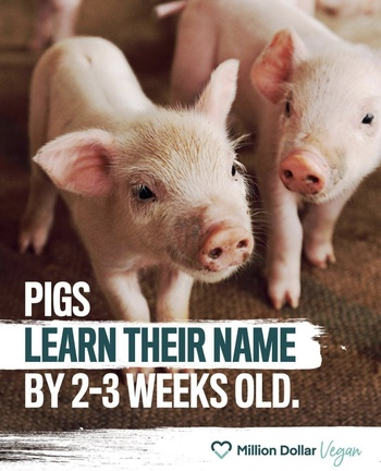 Don't eat pigs. #GoVegan