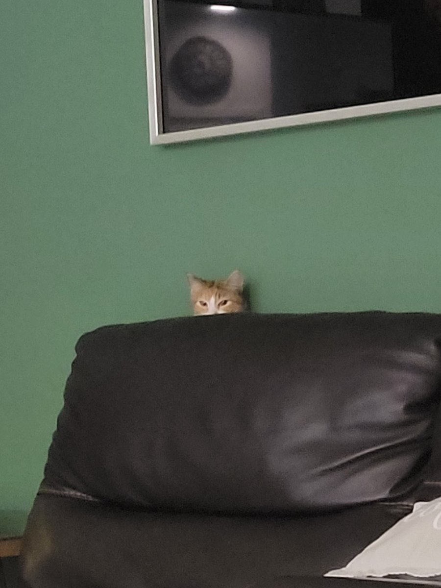 seanknightradio's tweet photo. Her reaction to my last post of her. I feel like she is plotting my demise. #cat #catsoftwitter #catdad #catsrule https://t.co/ClvbSl4JaN