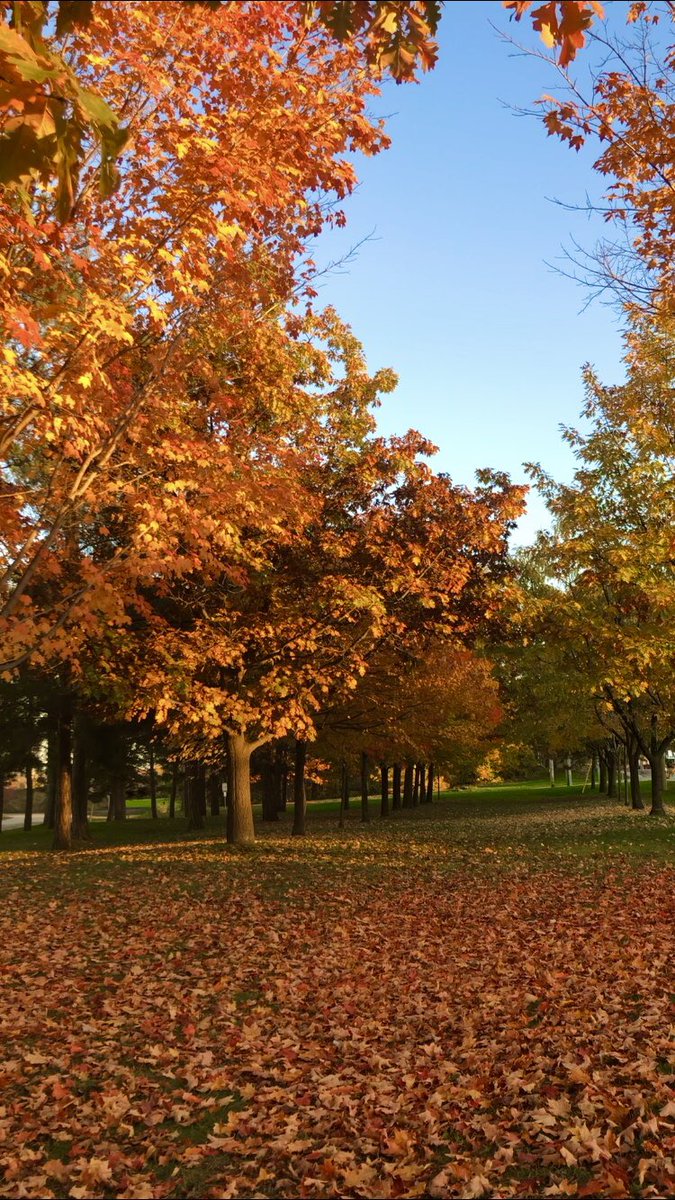 ShannonSevigny's tweet photo. Have I mentioned how much I love autumn? https://t.co/Z1kQjHBip7