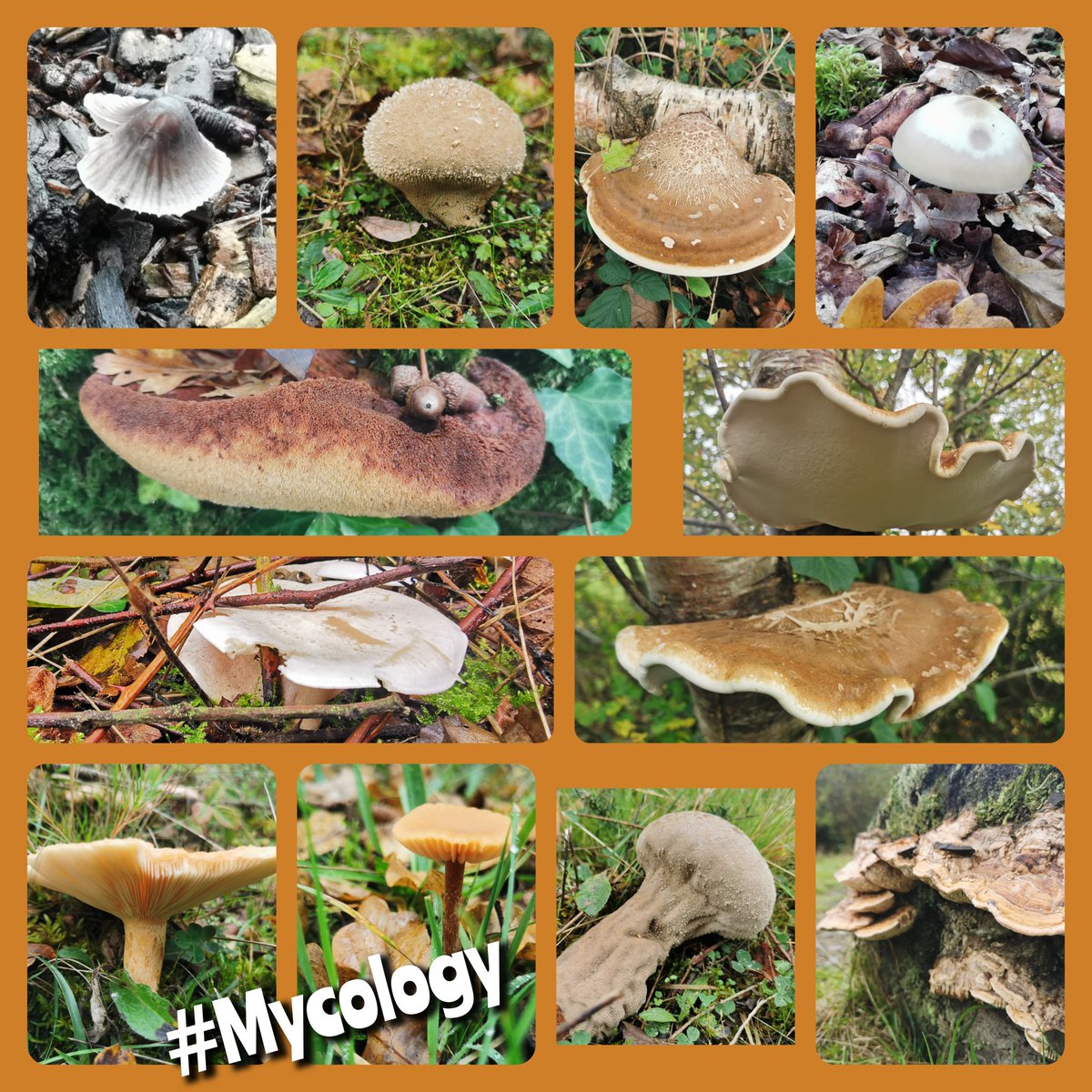 MrMuirBC's tweet photo. Happy autumnal half term. Wrap up warm, get out side and look out for the fruiting saprobionts. #Mycology #biology https://t.co/04jeg8ZsKL