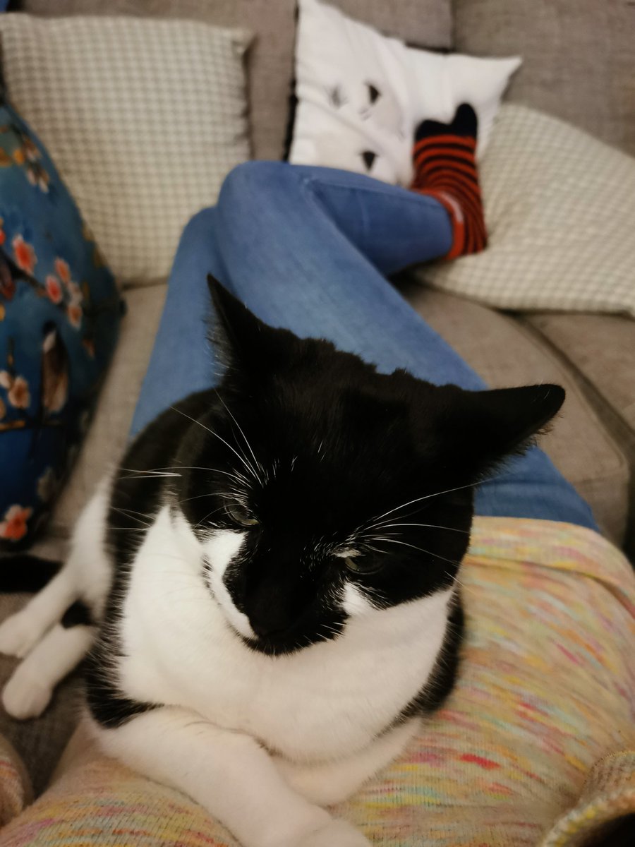 outlookisrosy's tweet photo. Think I will be sleeping on the sofa tonight. Who am I to disturb such majestic eyebrows 🐾
#CatsofTwittter
#scaredtomove https://t.co/eyRhuQGBPp