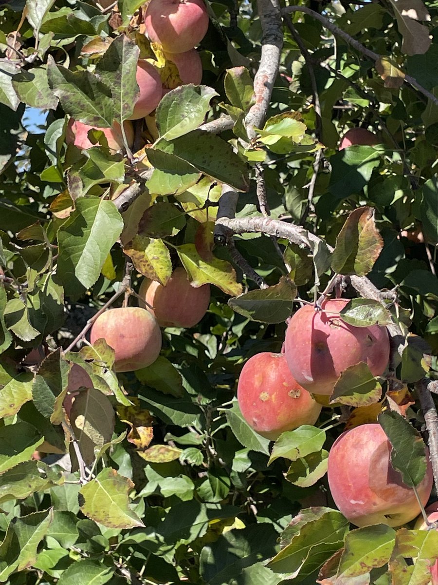 HNESAP_Glover's tweet photo. Great day for 🍎 picking!
@ValerieShisler https://t.co/OziBTdTG7N