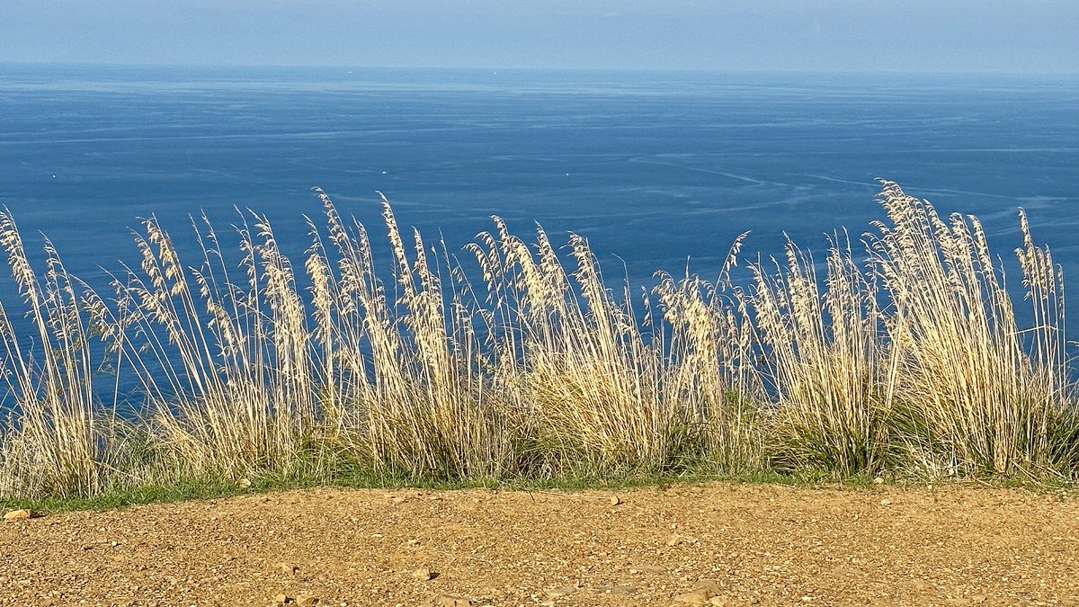 clbenc's tweet photo. 🇮🇹Italy📍Sicily🚩Messina📌Motta d’Affermo🗓2022 Oct 20 -  Stems of oat plants kissed by the sun and the wind coming from the Tyrrhenian sea #claudiobencivenni® #island #sicily #messina #oat  #oatplant #wind  #tyrreniansea #sun #mottadaffermo #beautifuldestinations #instagram https://t.co/RAyBq1MQ2a