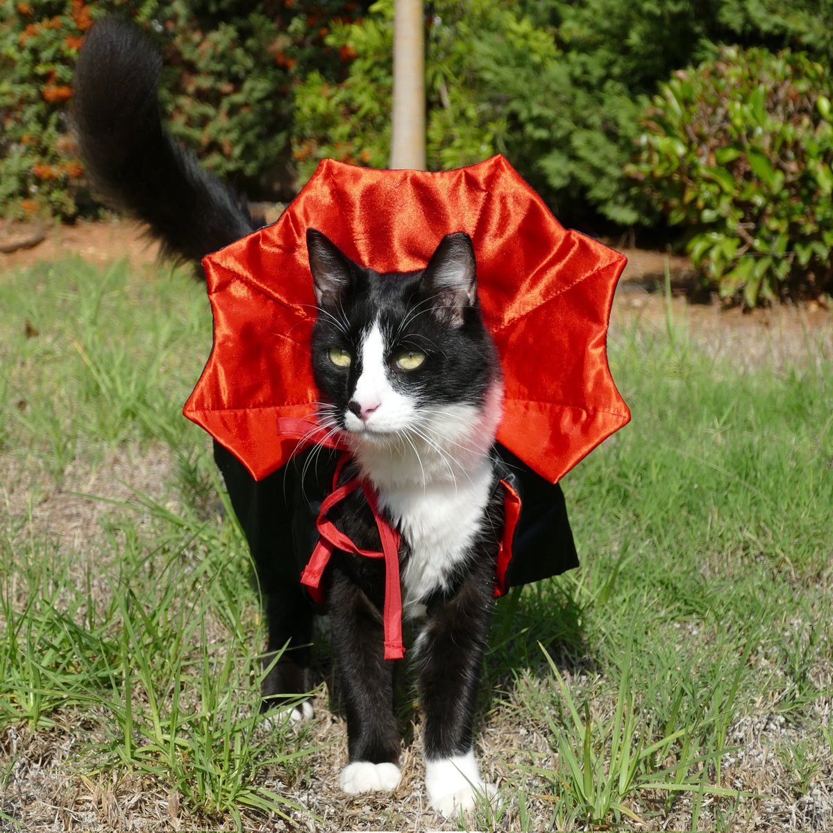 ThatsMeowBlog's tweet photo. Halloween is just around the corner so I am revealing one of my outfits 🧛 #CatsofTwittter
#Caturday #Halloween2022

Check out our Best Costumes for Cats selection in our latest article: 
https://t.co/HxA3IjTx6M https://t.co/ZnsWaNfrFK