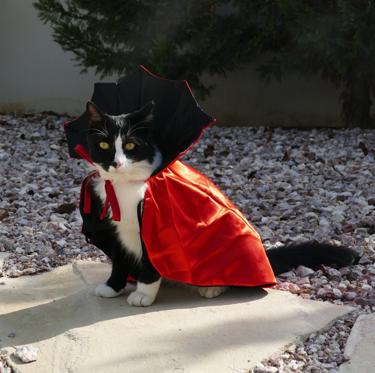 ThatsMeowBlog's tweet photo. Halloween is just around the corner so I am revealing one of my outfits 🧛 #CatsofTwittter
#Caturday #Halloween2022

Check out our Best Costumes for Cats selection in our latest article: 
https://t.co/HxA3IjTx6M https://t.co/ZnsWaNfrFK