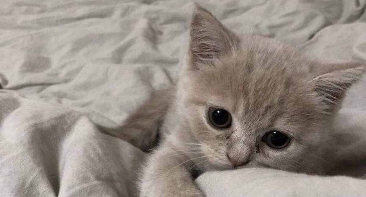 gcfjkmn's tweet photo. kitties - km mini au

Cansado de la universidad, se apunta como voluntario en un centro de adopción. No contaba con que aparecería un astuto pelinegro que terminaría pidiendole su número de teléfono https://t.co/9ITFDhJ07I