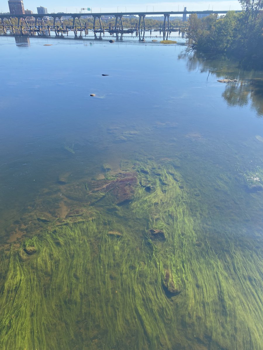 denizbesik's tweet image. After a busy couple of weeks and #INFORMS22, it was time to take a walk next to the James River in Richmond and have some delicious noodles with @rodmerfdez. Our dog Coco was enjoying her Saturday! Much needed day off.