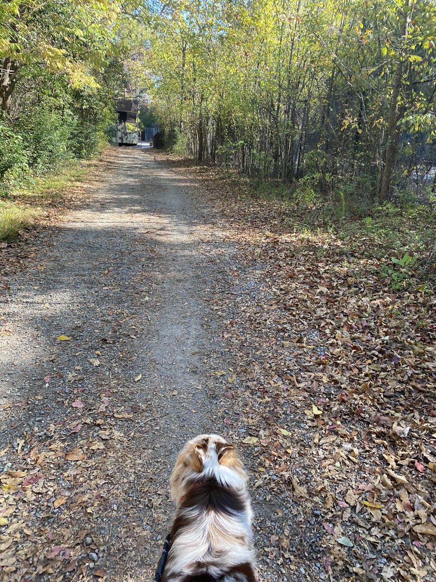 denizbesik's tweet image. After a busy couple of weeks and #INFORMS22, it was time to take a walk next to the James River in Richmond and have some delicious noodles with @rodmerfdez. Our dog Coco was enjoying her Saturday! Much needed day off.