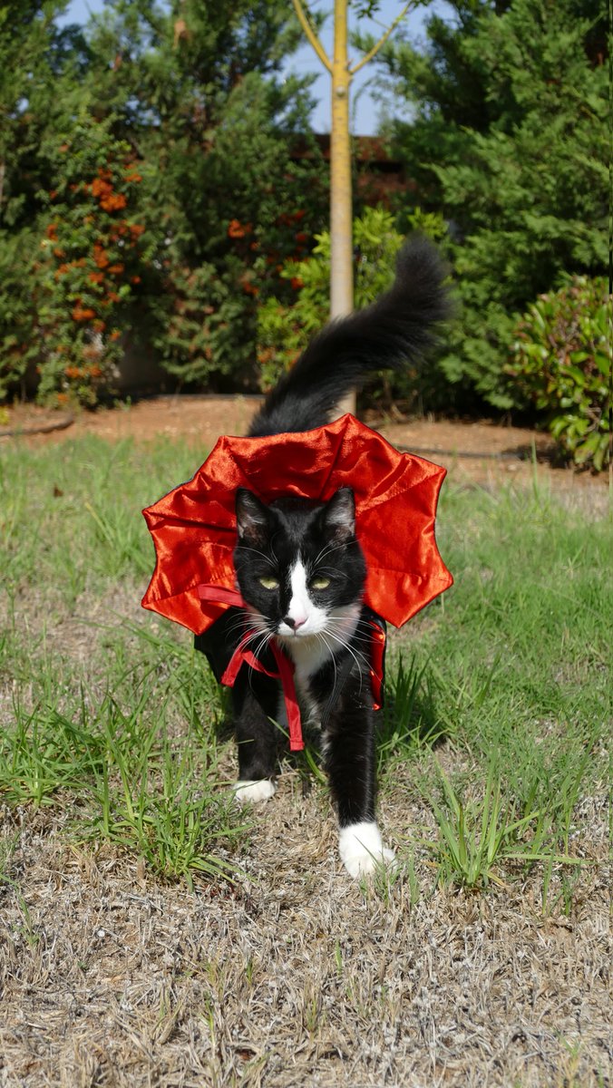 ThatsMeowBlog's tweet photo. Happy #Caturday to all our furiends ❤️ #CatsofTwittter #CatsOfTwitter #cats are you ready for #Halloween ? 🧛 #halloweencostume https://t.co/B2l7yz1PFB